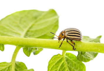 The Colorado potato beetle (Leptinotarsa decemlineata) -  pest of potatoes and tomatoes