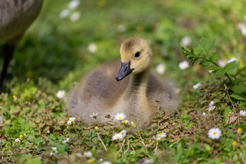 Young goose