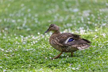 Duck