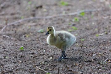 Young goose