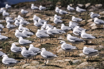 Antarctic Fulmar (Fulmarus glacialoides), Hout Bay, Western Cape, South Africa
