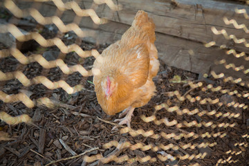 Chicken