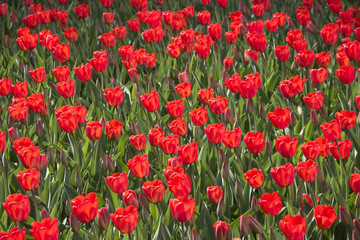 red tulips