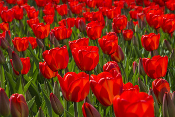 Fototapeta na wymiar red tulips