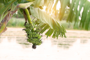 Banana bunch.Green banana fruit hanging on banana tree  in rice field. © sbw19