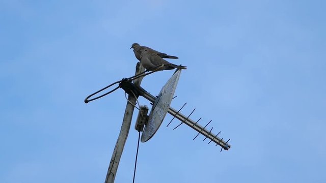 a pair of birds on the television antenna

