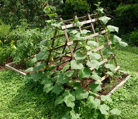 Raised bed vegetable planter with trellis.