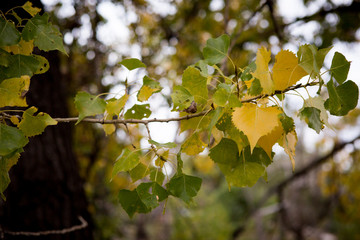 Leaves