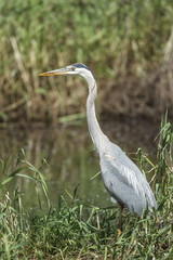 Great blue heron at Mica Bay.