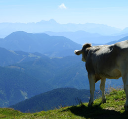 Alpenkuh
