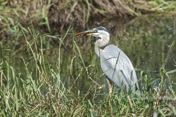 Great blue heron catches a fish.