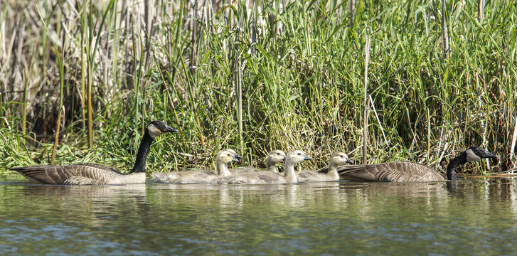 Panorama of geese and goslings.
