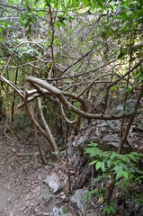 Obraz premium forest