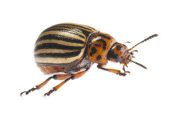 The Colorado potato beetle (Leptinotarsa decemlineata) -  pest of potatoes and tomatoes