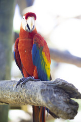 Beautiful Colorful Parrot Macaw tropical Bird