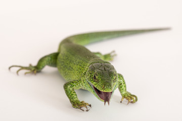 Live aggressive green lizard Lacerta trilineataon a white background. Shallow selective focus