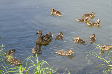 Duck mallard with small ducklings