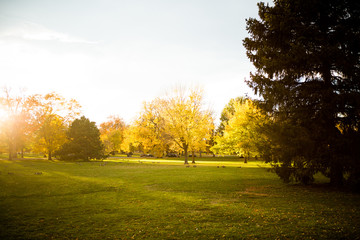Obraz premium Fall Trees