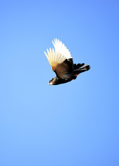 flying pigeon bird on a blue sky