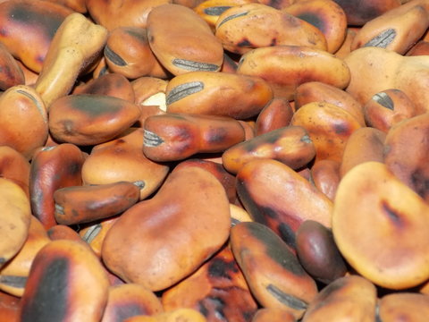 habas tostadas