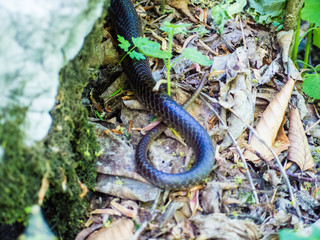 Giant black grass snake hidden under rock