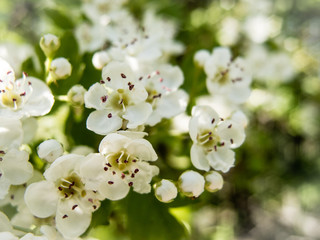 Beautiful soft white tree flower