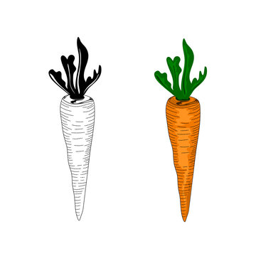 Carrots Illustion,Line artwork