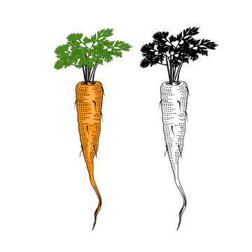 Carrots Illustion,Line artwork