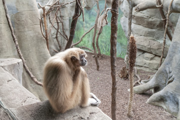A lonely, sad monkey sitting on a rock.