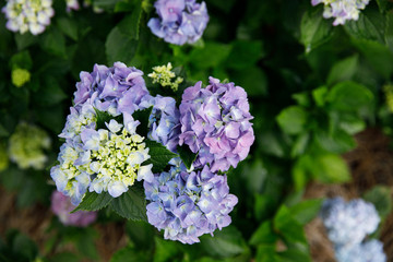 Spring Blooming of hydrangea Plant bush in garden