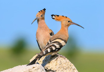 Extra close up and detailed photo of a hoopoe pair sits on a stone on blurred background.