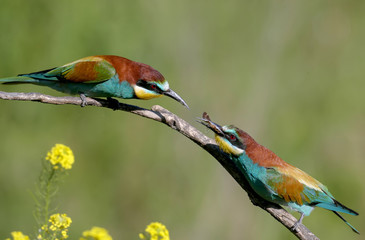 The male European bee-eater feeds the female during the breeding season