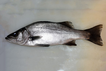 Japanese Rare Lateolabrax latus fish on rock.