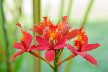 Red ground orchid flower