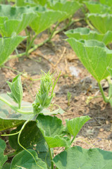 Vine of benincasa hispida