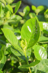 Green  plant leaves