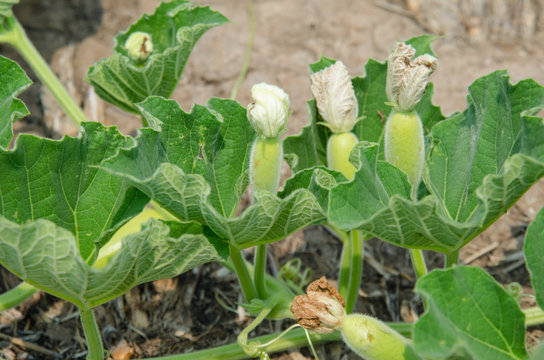 Vine of benincasa hispida