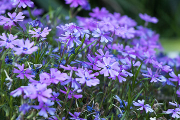 Purple flower in the focus