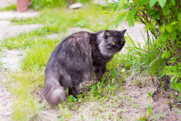 beautiful grey cat lurking in the bushes, hunting prey