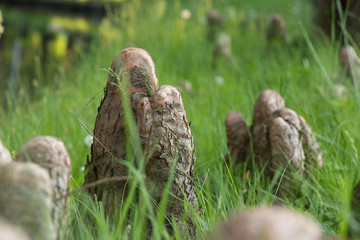 Old tree stump in grass