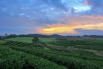 Tea Plantation with colorful sky at sunrise