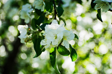 Blooming apple tree in the garden.