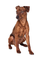 Obraz premium Miniature Pinscher Dog Sits On A White Background
