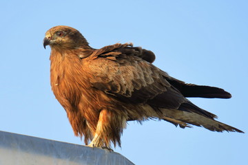 鳶(トンビ)