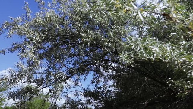 Wild olive tree on nature