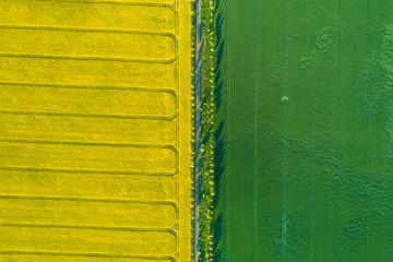Field of Rapeseed / aerial view