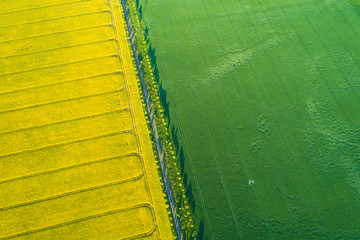 Field of Rapeseed / aerial view
