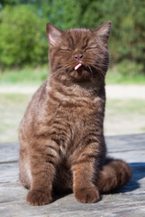 British Shorthair cat, Chocolate color, outdoors.