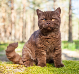 British Shorthair cat, Chocolate color, outdoors.