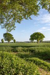 A green landscape in the South Downs on a sunny spring evening